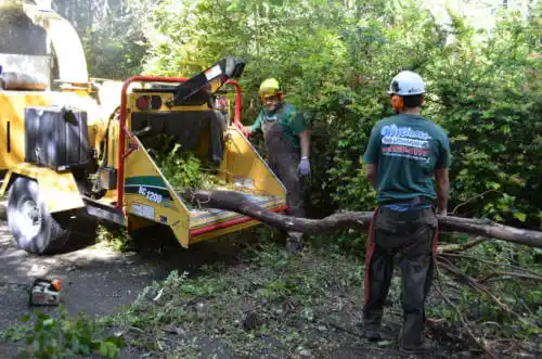 tree services Elk Horn